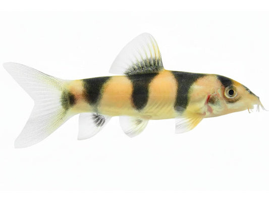 One Clown Loach X With Emperor Loach T154