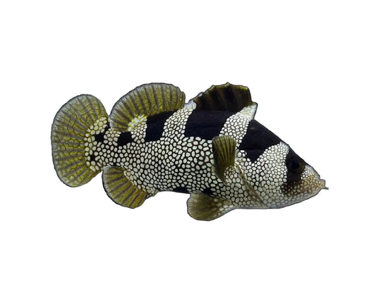 Clown Grouper Approx 4"