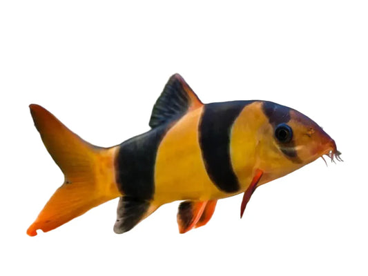 Clown Loach Medium 3" T127