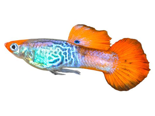 Cobra Koi Male Guppies T61