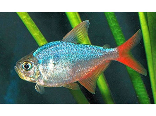 One Colombian Red Blue Tetra Approx 1-1.5" (T34)