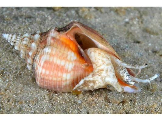 Conch Snail Salt Water Approx 3-4"