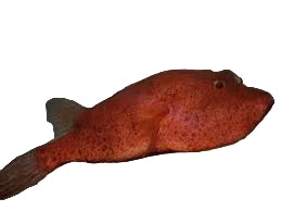 One Congo Potato Puffer Fish Freshwater Approx 2.5-3"