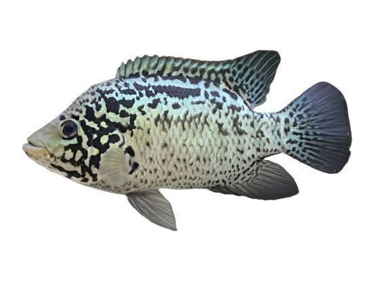 Tetracanthus Cuban Cichlid T195