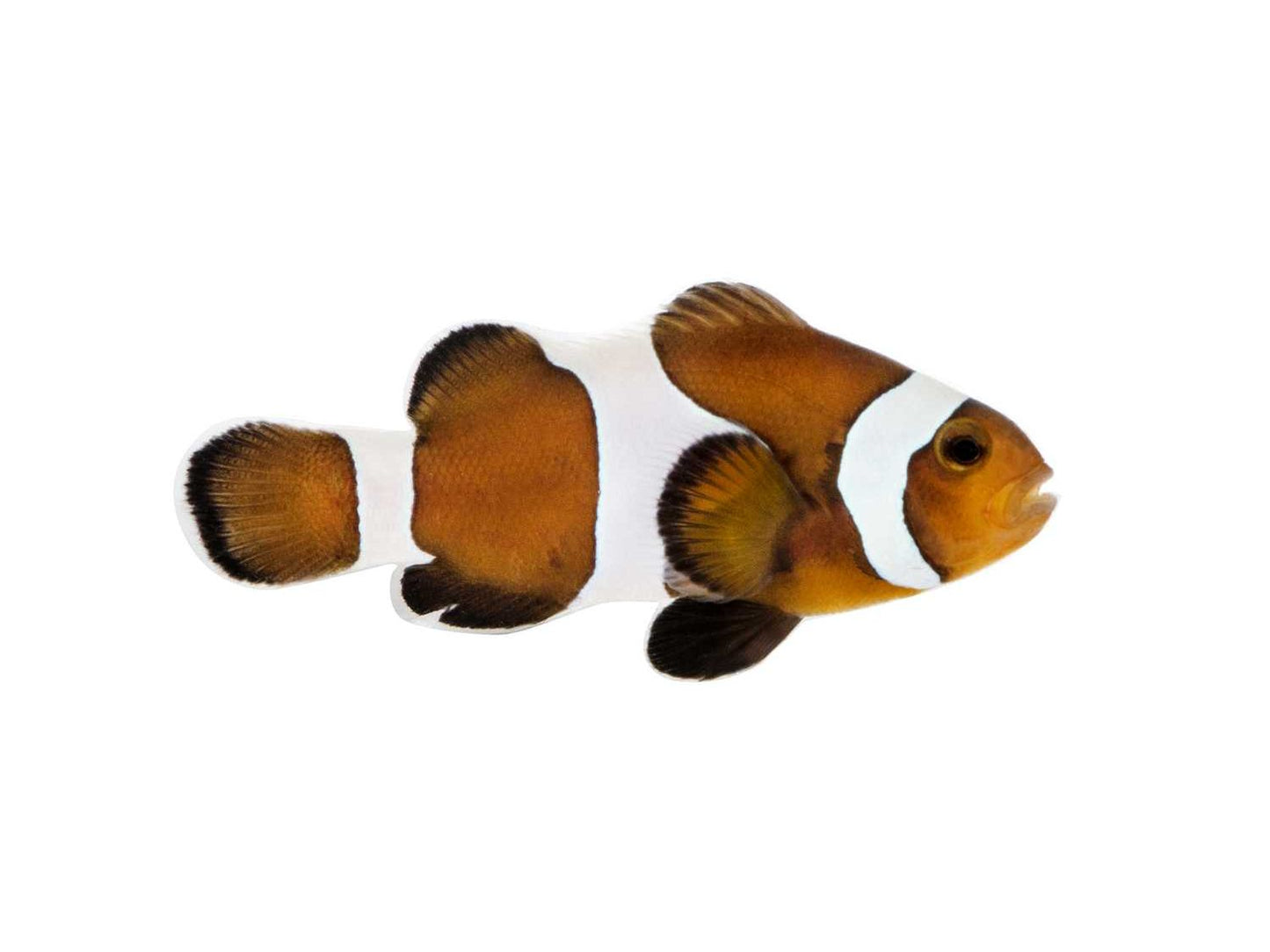 Mocha Clownfish