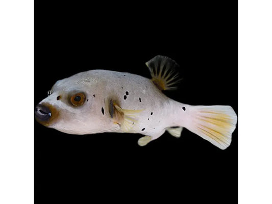 Dogface Puffer