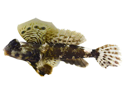 Dragonet - Scooter Blenny