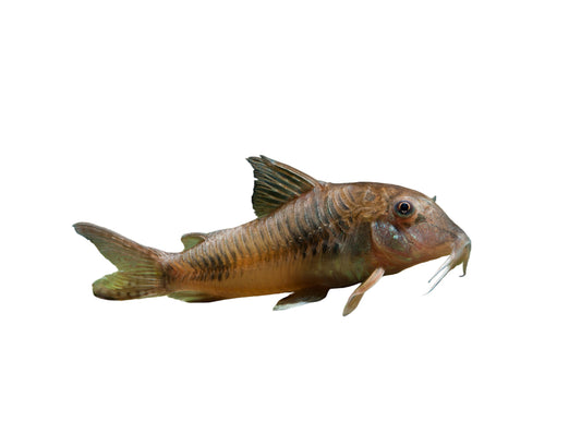 One Ellisae Cory Approx 1-1.5" T70