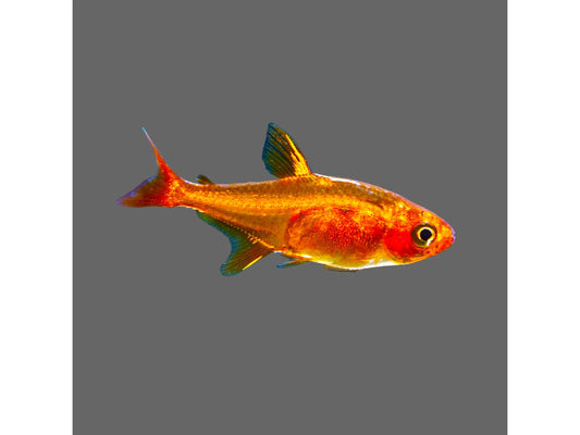 One Ember Tetra Approx 3/4-1" T114