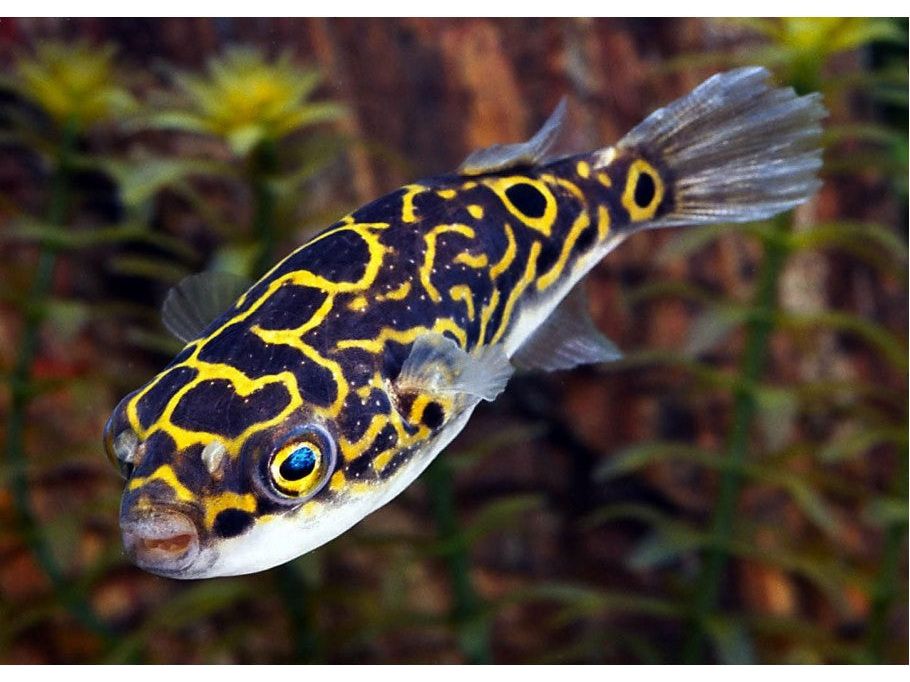 One Figure 8 Freshwater Pufferfish
