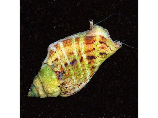 One Fighting Conch Snail Saltwater