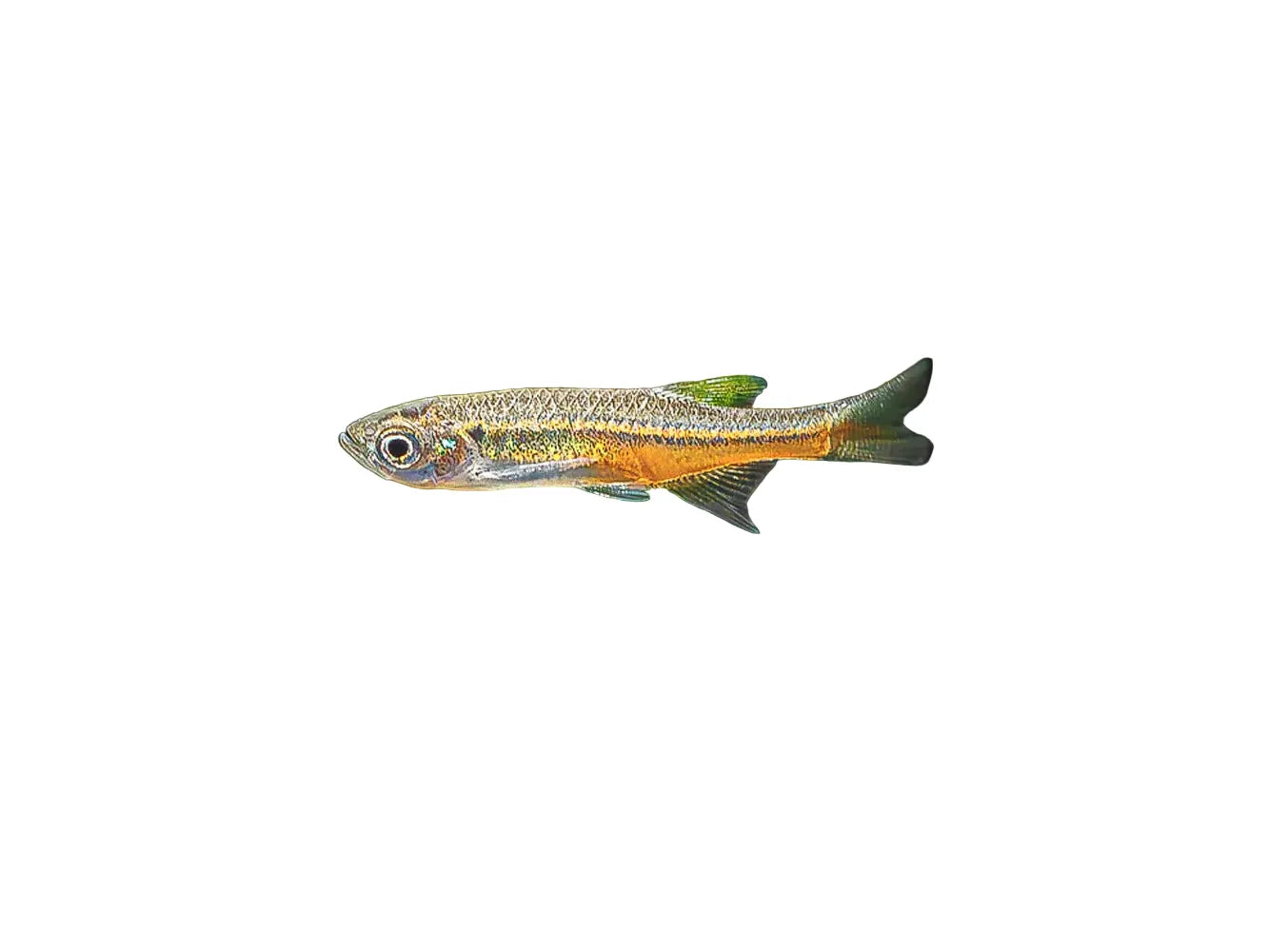 Fireline Danio T75