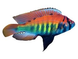 Haplochromis Flameback Cichlid Approx 2" T266  Lake Tanganyika