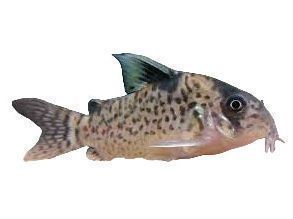 One Freckled Cory - Leucomelas Approx 1" T118