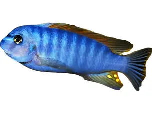 One Fuelleborni Blue Cichlid T229 Approx 3-4"