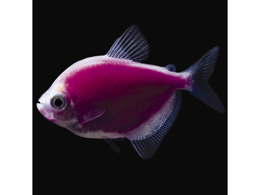 Galactic Purple Tetra Fish Glo-Fish