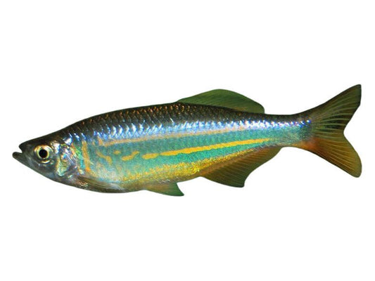 One Giant Danio Approx 1.5-2" T13