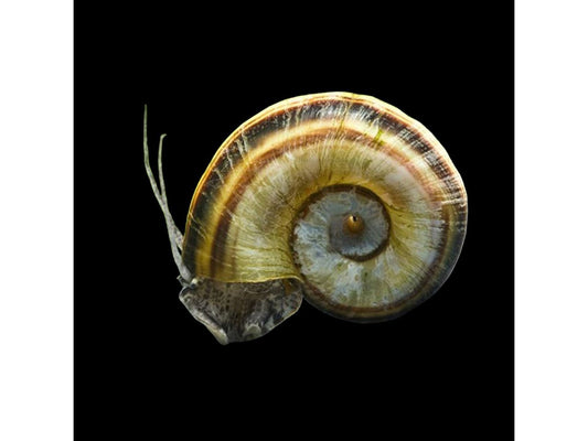 Giant Rams Horn Snail - MARISA CORNUARIETIS