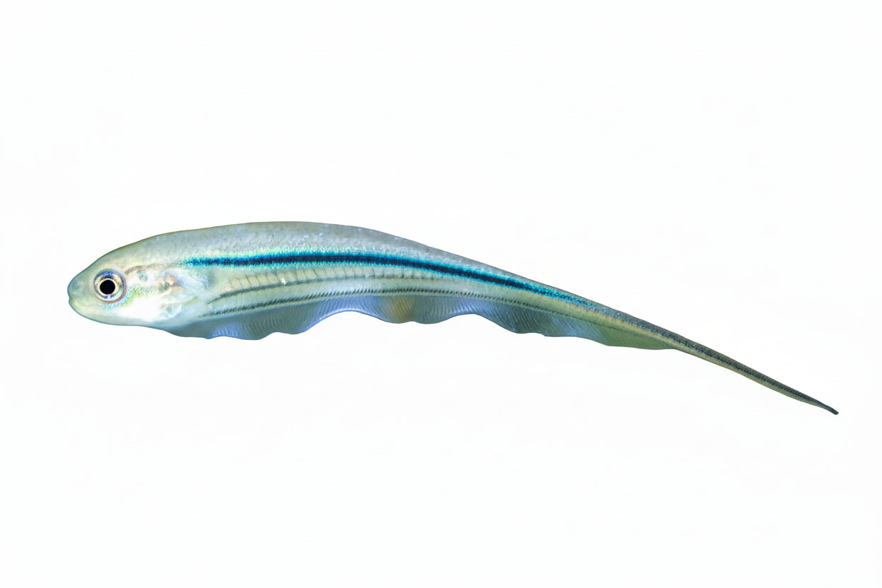Glass Knife Fish Approx 3"