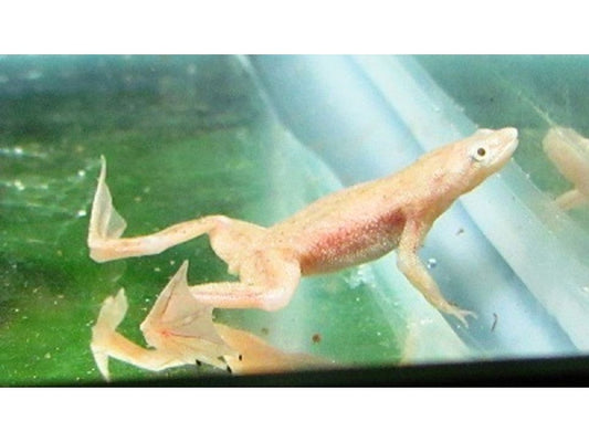 One African Golden Fully Aquatic Frog Approx 1"