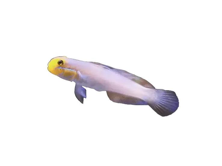 Golden Head Sleeper Goby