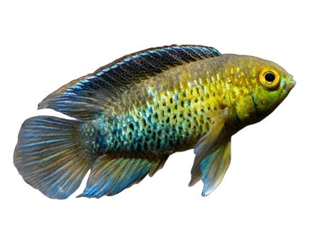 Dwarf Goldeneye Cichlid T263