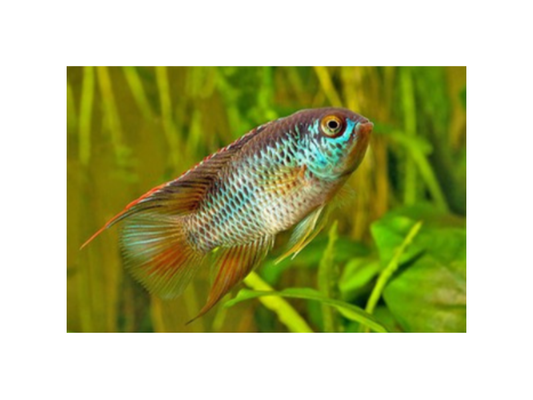 Golden Eye Dwarf Cichlid is