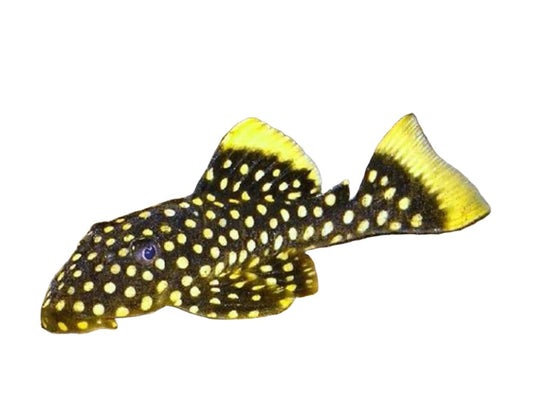 One Gold Nugget Pleco Approx 3" T105