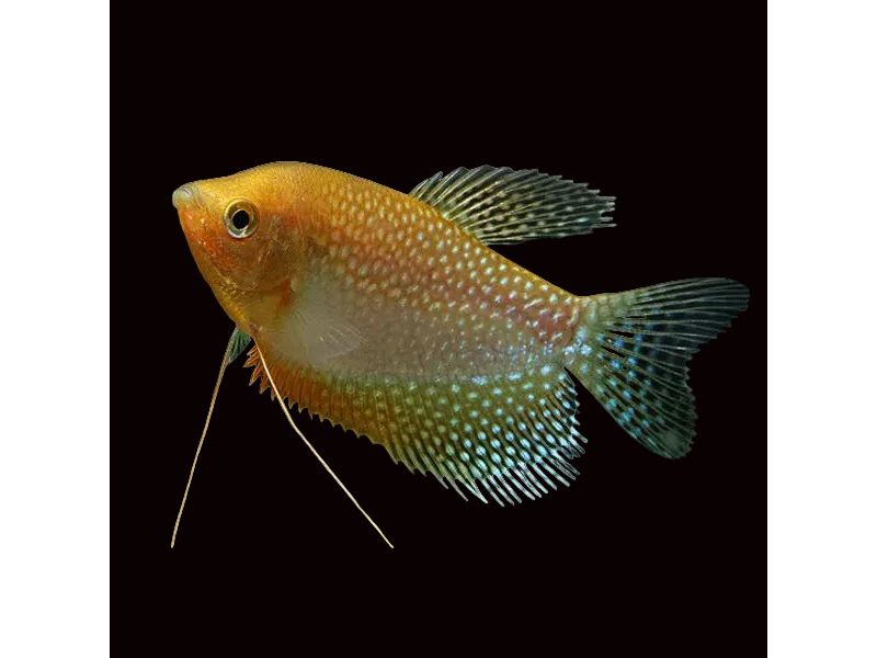 One Gold Pearl Gourami Approx 2” T133