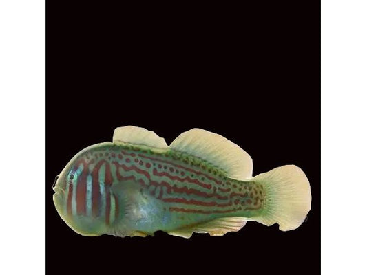 Clown Goby Green Approx 1" Saltwar