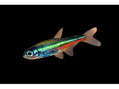 One Green Neon Tetra Approx 3/4"