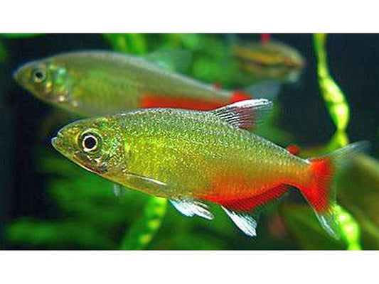 Green Fire Tetra Fish