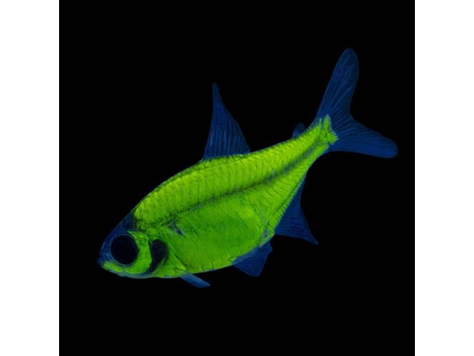 Green Glofish Pristella Tetra