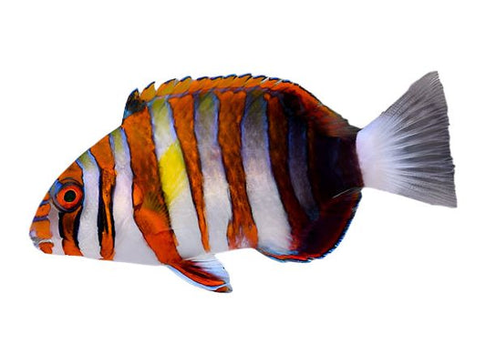 Harlequin Tusk Fish - Wrasse