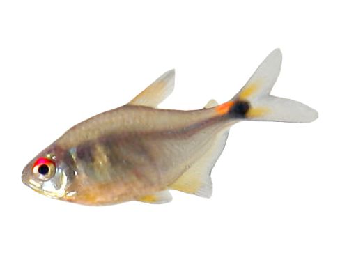 Head And Tail Light Tetra