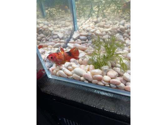 Giant Female Betta wyswyg 2794