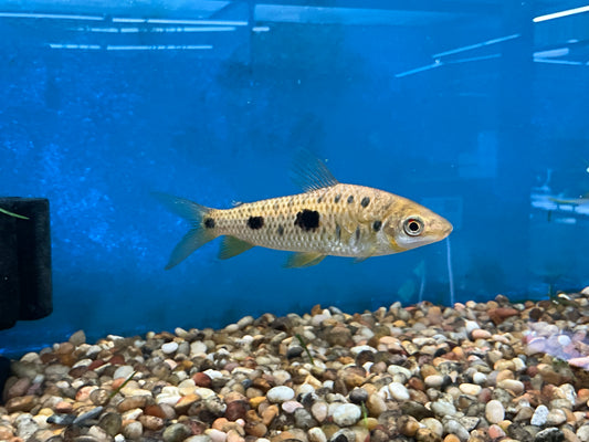 One Leporinus Dot Dash Steyermarki Approx 3-4”  T142