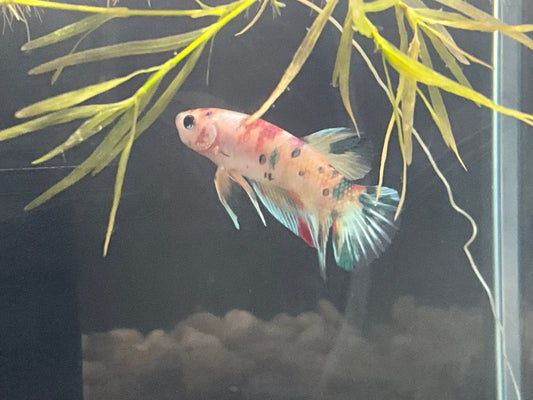 Male Plakat Nemo Betta WYSWYG Approx 2.5 (2476)