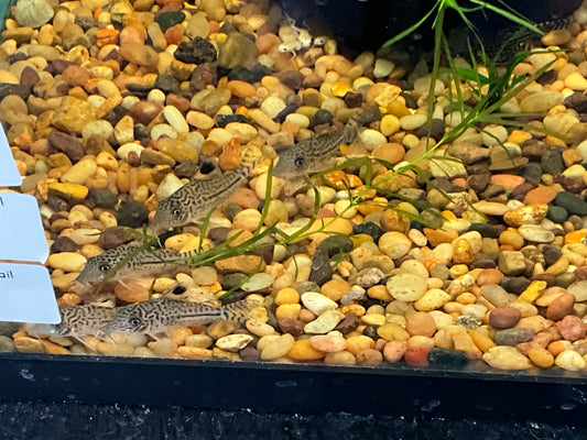 One Blochi Blochi Cory 1-1.5” T162