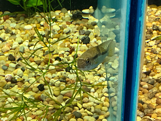 One Aequdens Diadima Approx 2" T210/203