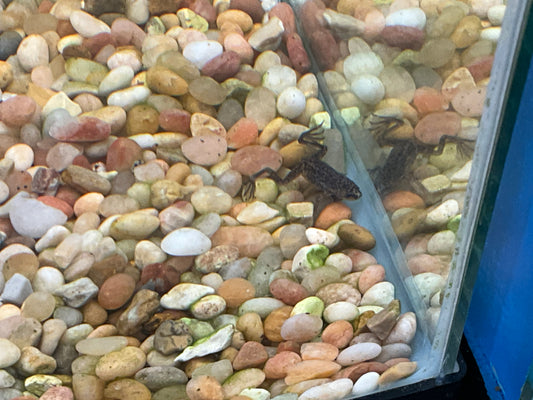 African Dwraf Frog Fully Aquatic t160 Approx 1-1.5"