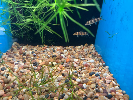 One Emperor Loach Approx 2”  T153