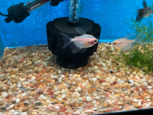 One Longfin Blushing Skirt Approx 1-1.5" T172
