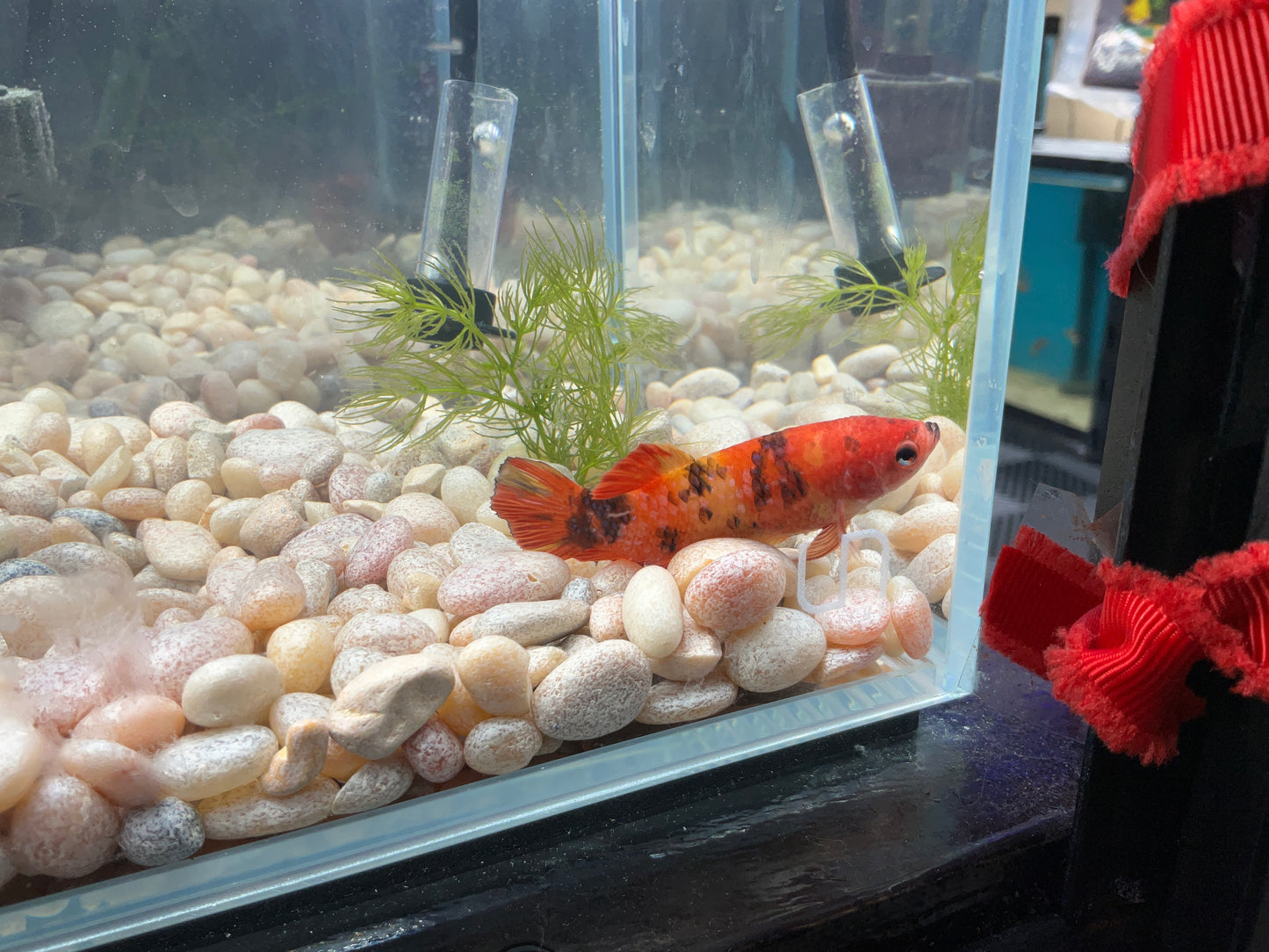 Giant Female Betta wyswyg 2794