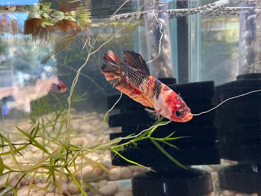 Giant Male Betta WYSWYG Approx 2.5-3’ (2477)