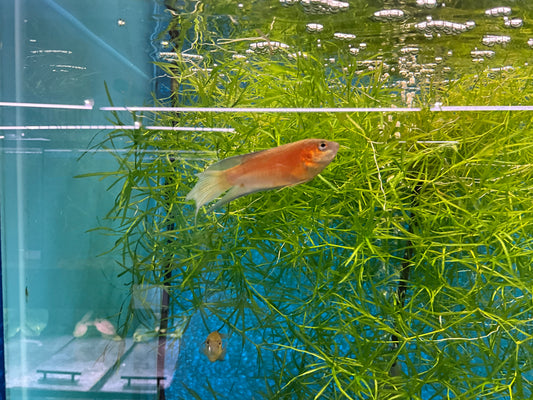 One Red Paradise Gourami Fish T137