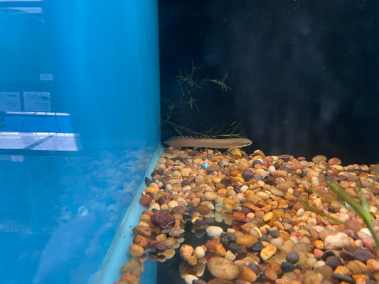 Nigerian Senegalus Bichir T151