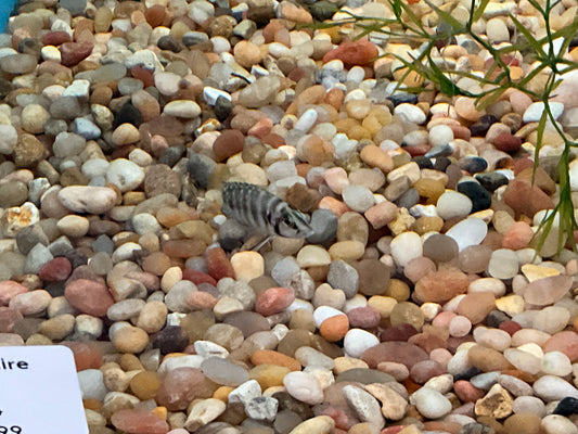 One Calvus Black Zaire Cichlid T256 Approx 1"