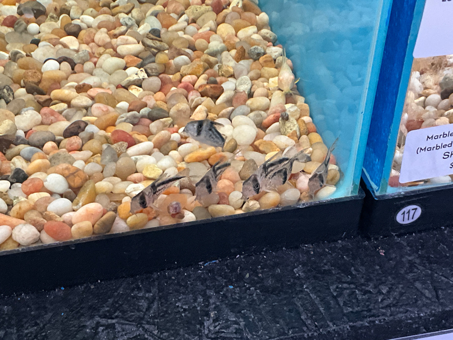 One Loxozonus Corydora Approx 1" T118