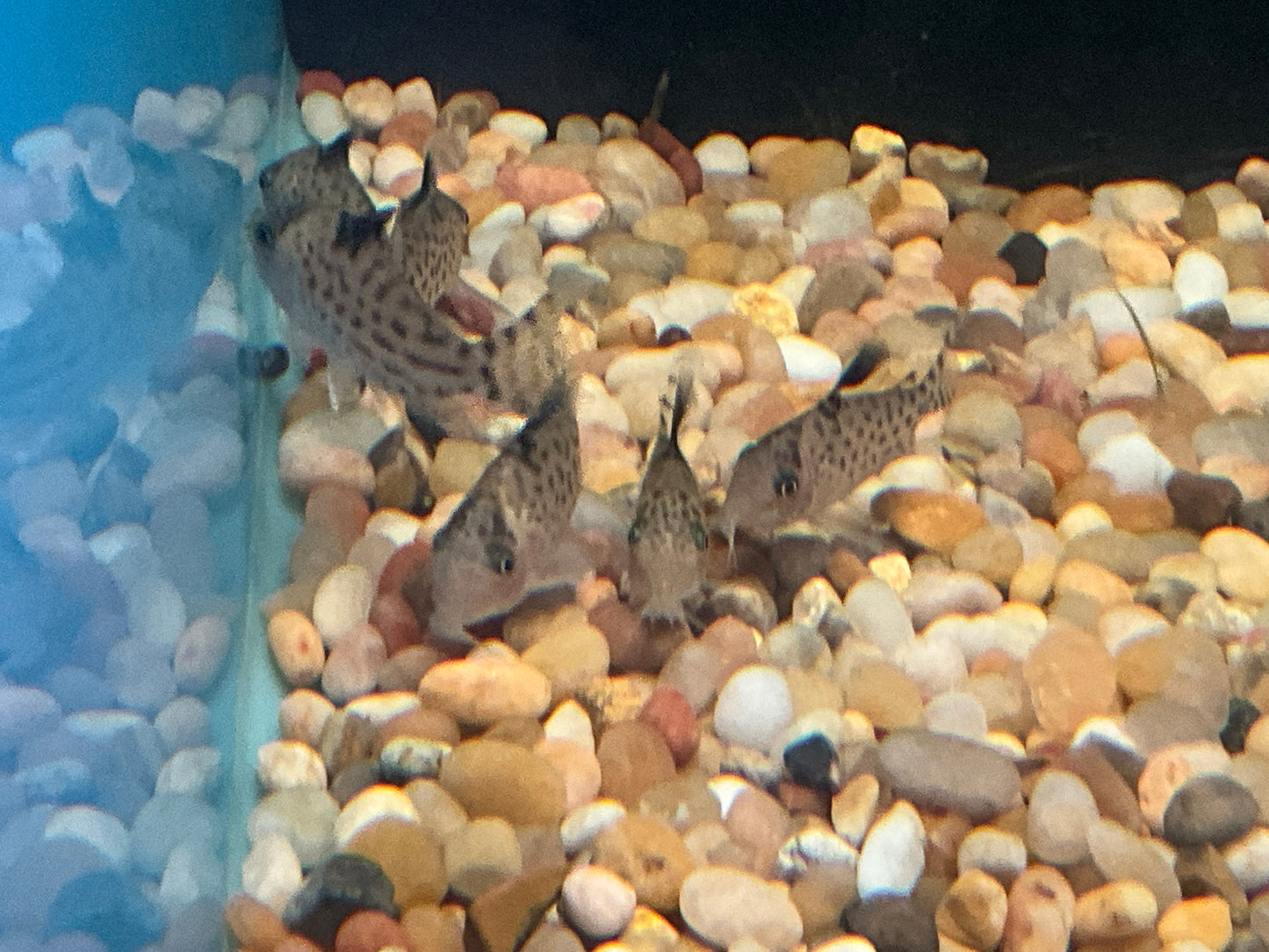 One Agassizii Cory Approx 1-1.5"